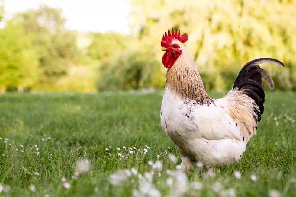 Iowa State Researchers Say Chicken Health Can Be As Easy As VR