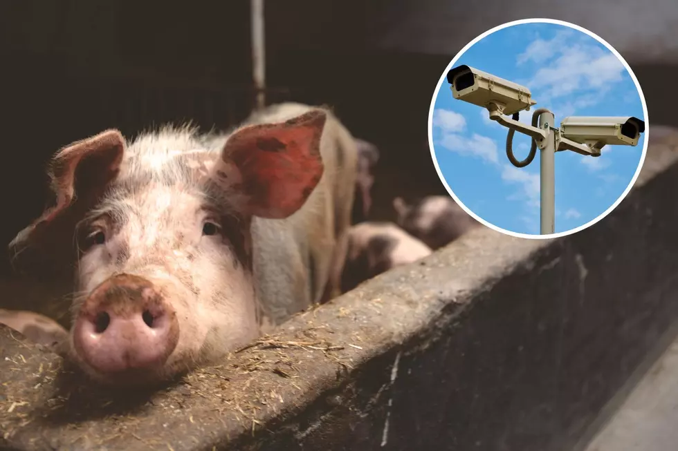 PETA Asks Waterloo Facility To Livestream Its Slaughterhouse