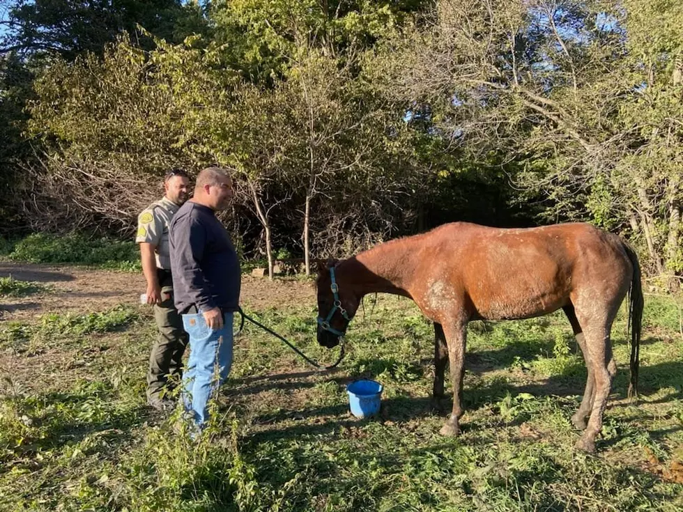 Iowa Law Enforcement Save Horse After 50 Foot Fall [PHOTOS]