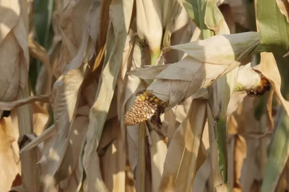 Drought Is On The Horizon For Much Of Iowa