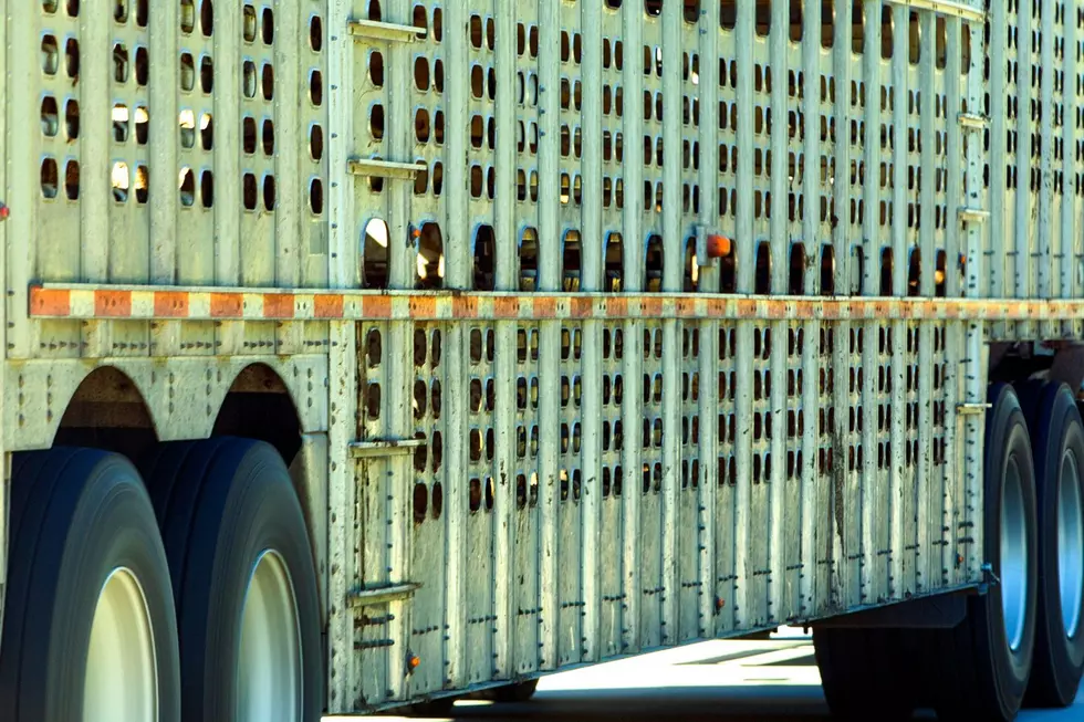 Livestock Trailer Hauling Hogs Overturns on Iowa Highway