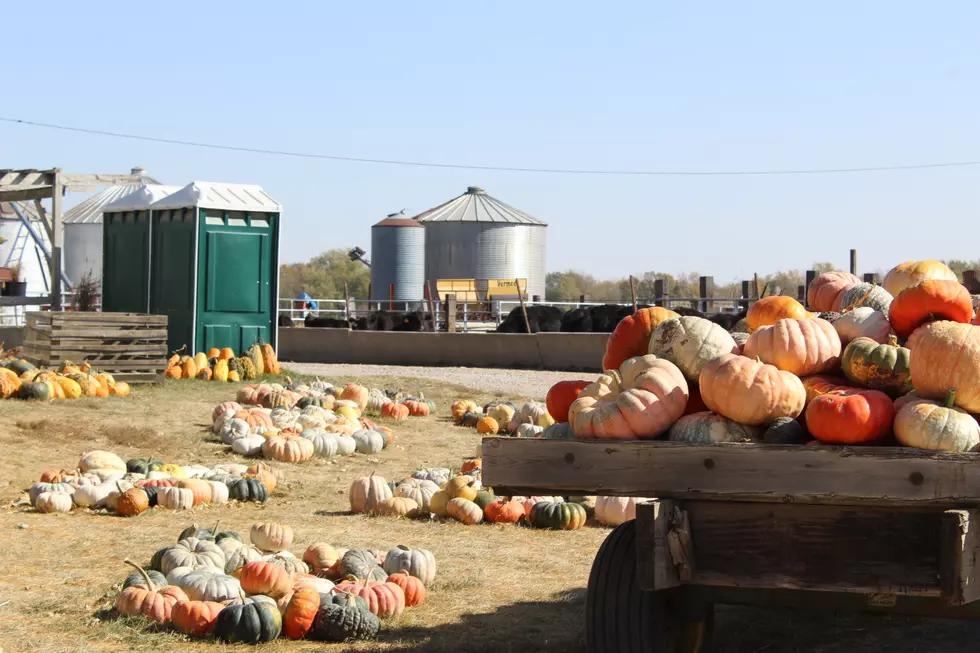 Eastern Iowa Pumpkin Farm Has A Little Of Everything [PHOTOS]