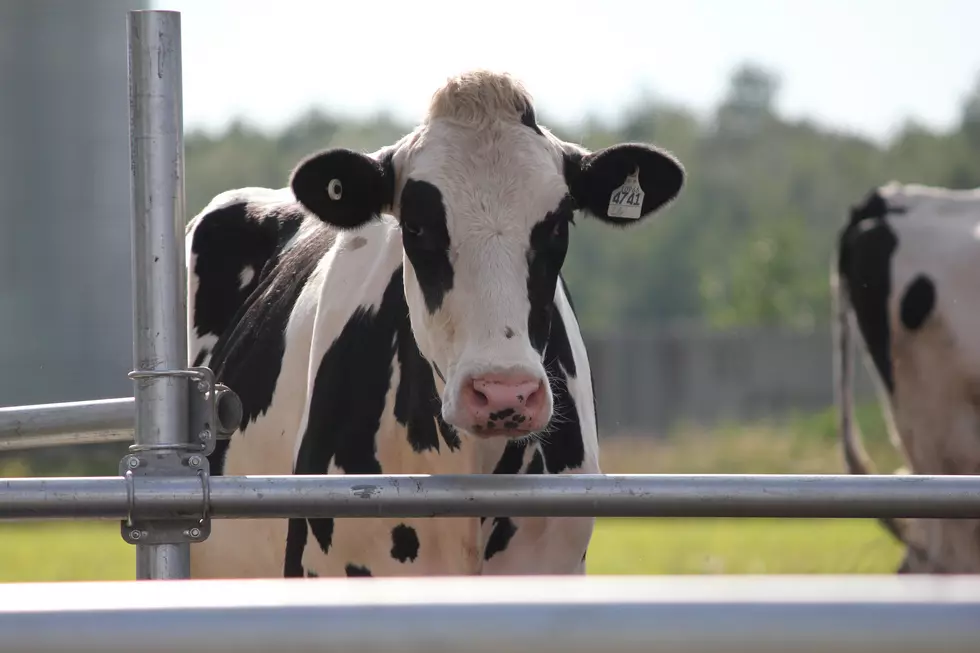 Iowa Farmer Who Allowed Manure To Overflow For Days Faces Fine