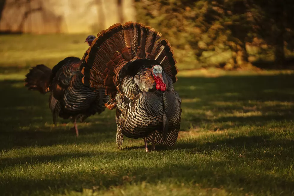 Midwest Farm Offers Thanksgiving Turkey Cuddles