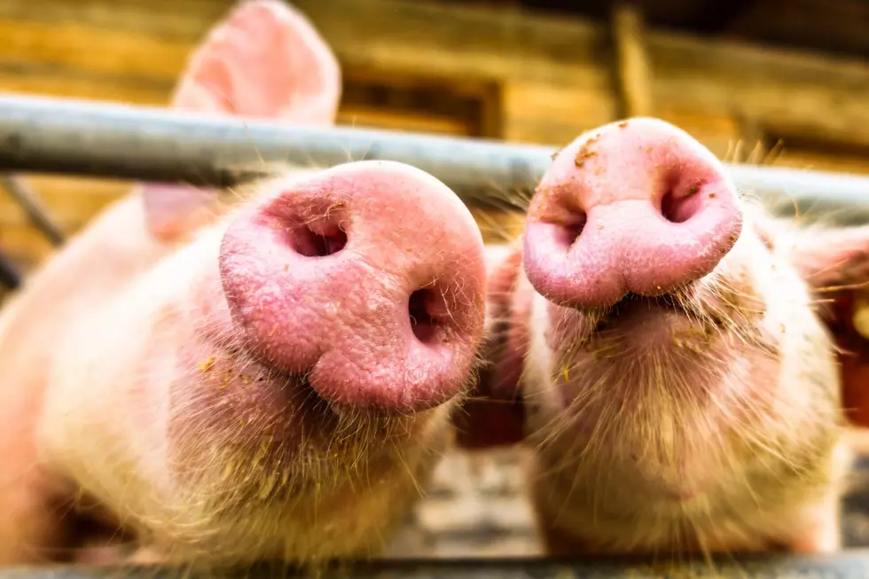 East Iowa Pork Producer Sells To Global Food Giant