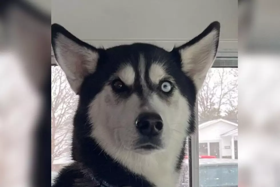 Oelwein Huskies New Bus Driver Is Paw-fect [PHOTO]