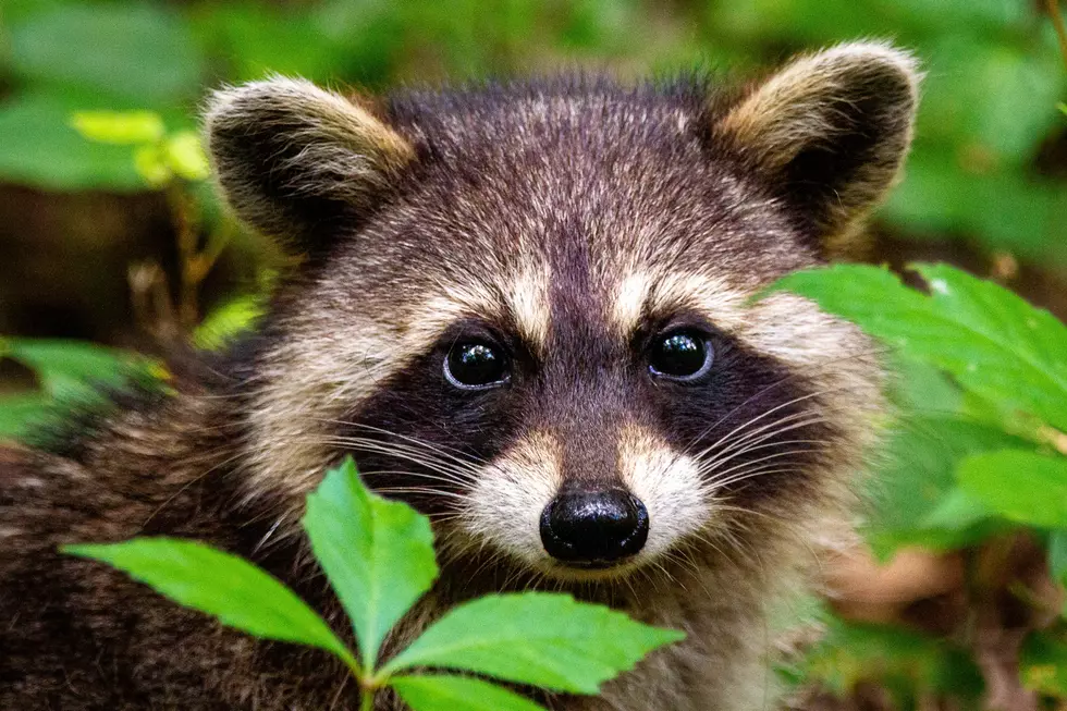 Raccoons Are A Focus This Year For Iowa Farmers