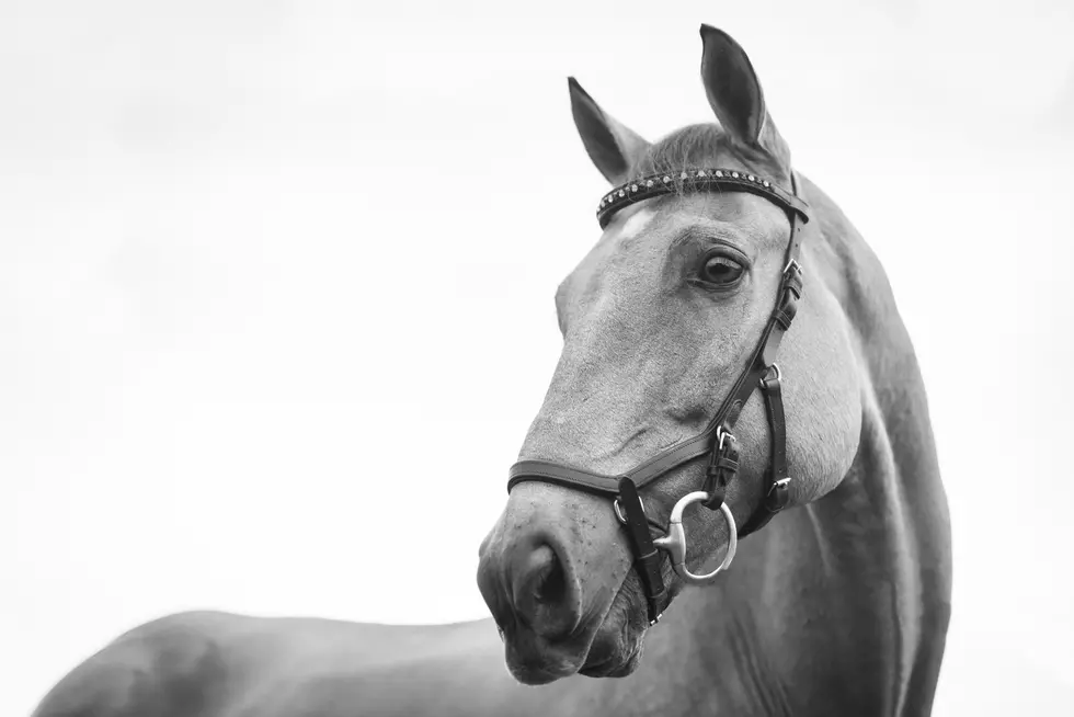 Eastern Iowa Retired Horse Ranch Deals With Aftermath Of Break-In