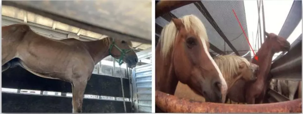 Animal Wellness Action, Center for a Humane Economy and Animals’ Angels