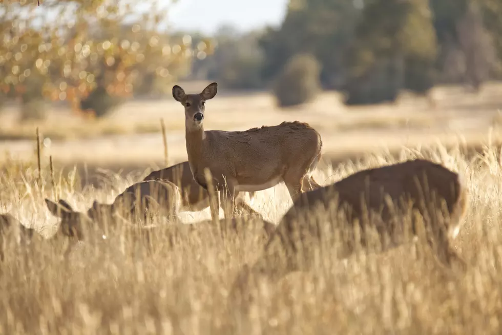 Deadly Deer Disease Found In Three New Iowa Counties