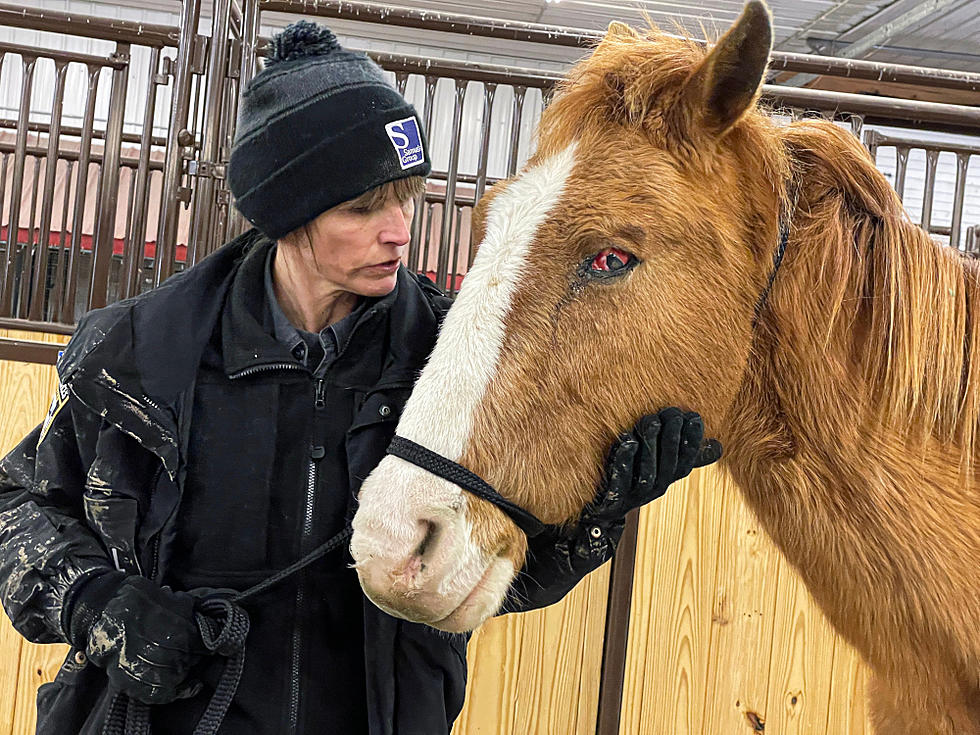 4 Horses Rescued From Iowa Property, 2 In Severe Condition