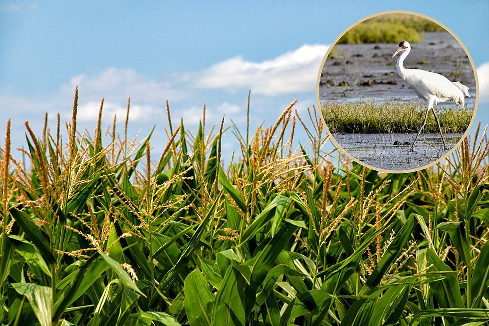 More Corn Acres In Iowa Could Impact Endangered Species