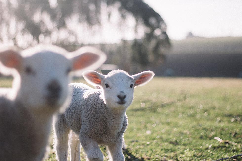 Iowa Farmer Surprised With Rare Sheep Birth
