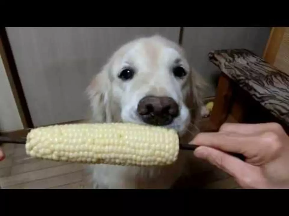 Even Dogs Love Corn on the Cob  [VIDEO]