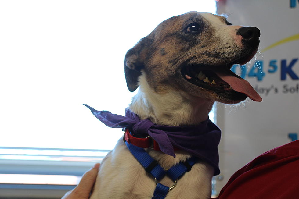 Playful Bridget Is Looking For A Home Where She Can Be Top Dog – The KDAT Pet Project
