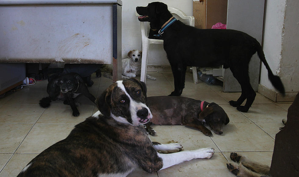 Waterloo Animal Shelter Joins 10 Other States In Massive Puppy Mill Rescue