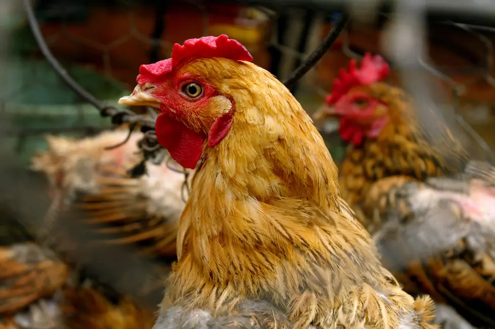 Avian Flu Forces Cancellation of All Poultry Exhibits At Iowa State Fair