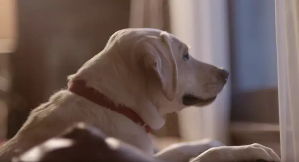 Budweiser Over Doses on Cuteness and Sadness In Latest Responsible Drinking Ad