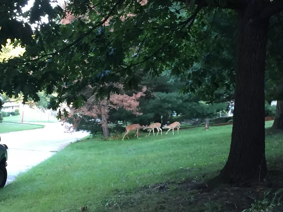 Oh Deer! Welcome to the Neighborhood