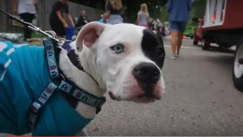 Adorable Boxer Marches in Local Parade to Promote Pet Adoption [VIDEO]