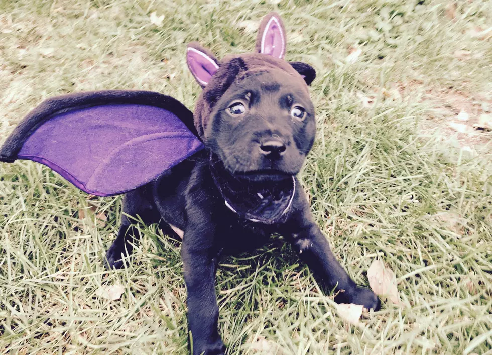 Last Hope Animal Rescue Pups Celebrate Halloween [VIDEO]