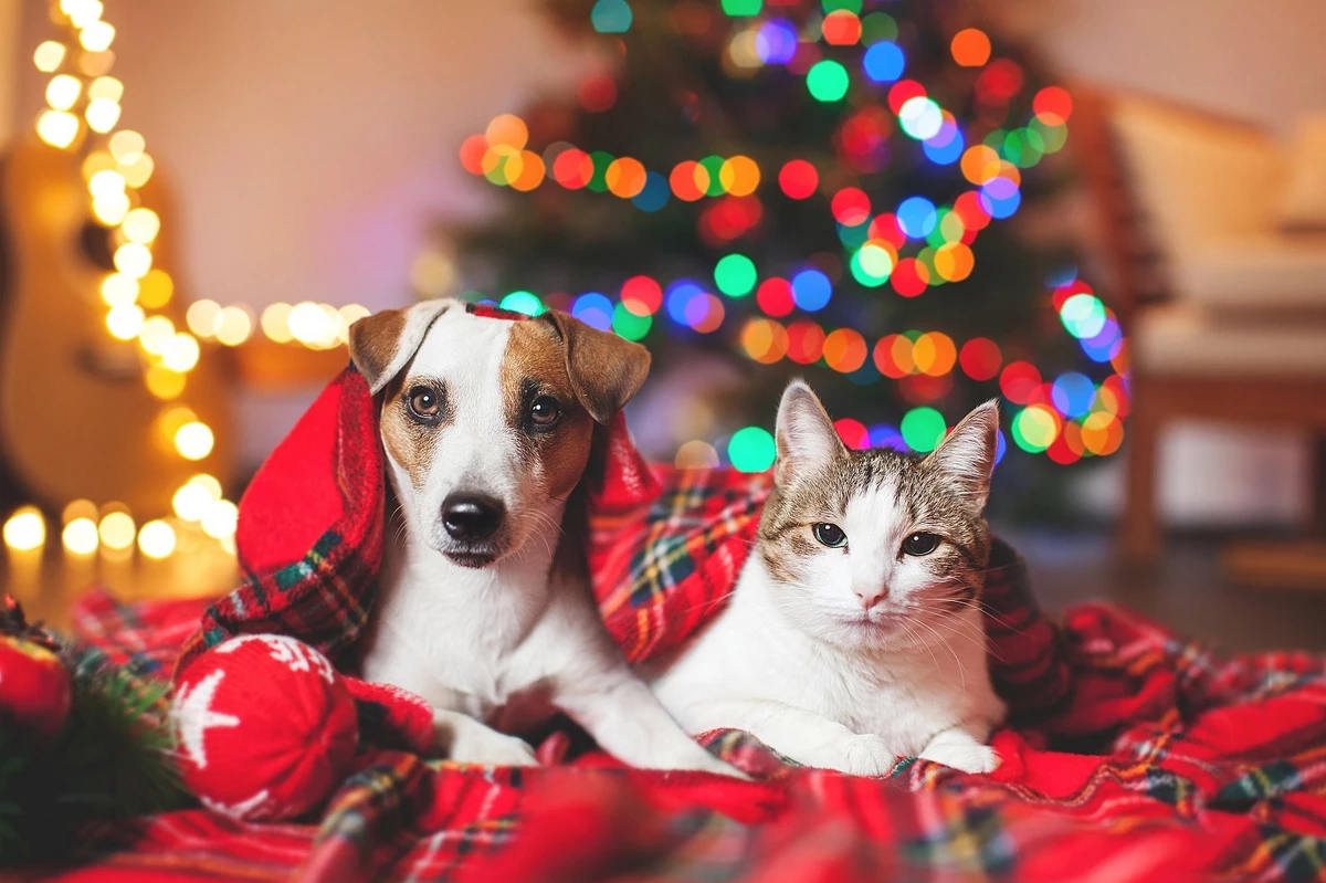 Send Us Your Best Christmas Pet Photos