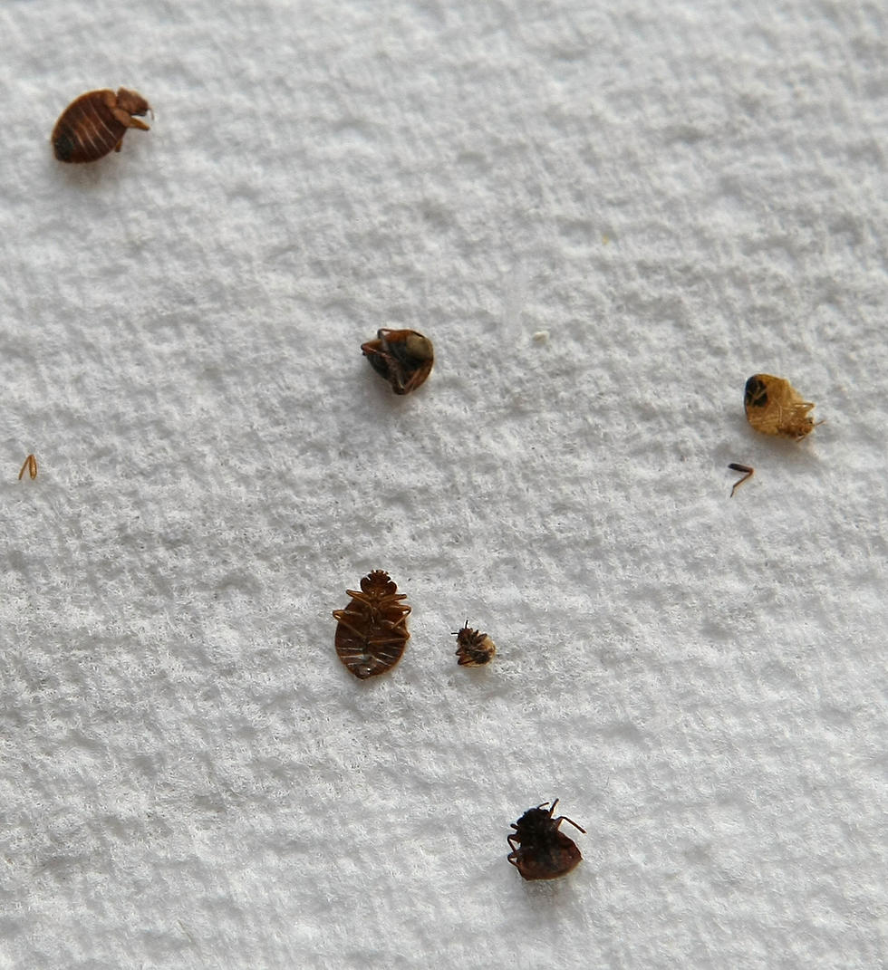 Bed Bugs Invade Wedding In Johnson County