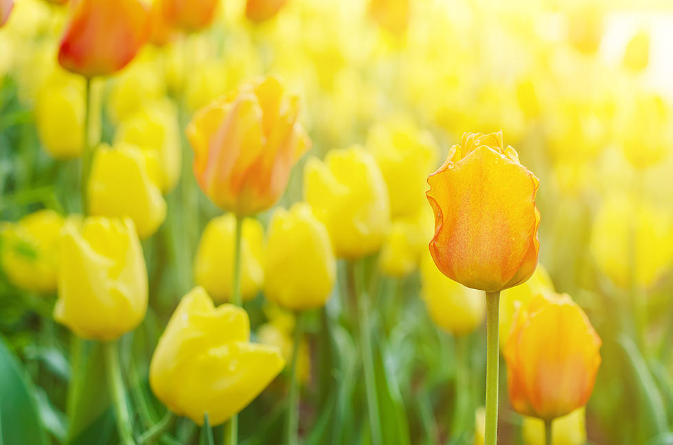 A Corridor Orchard is Hosting a Tulip Festival This Month