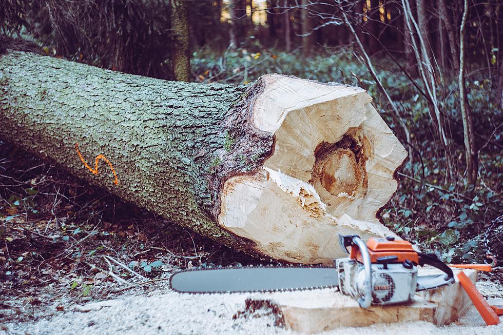 Women Can Learn Chainsaw Skills in Iowa City This Weekend