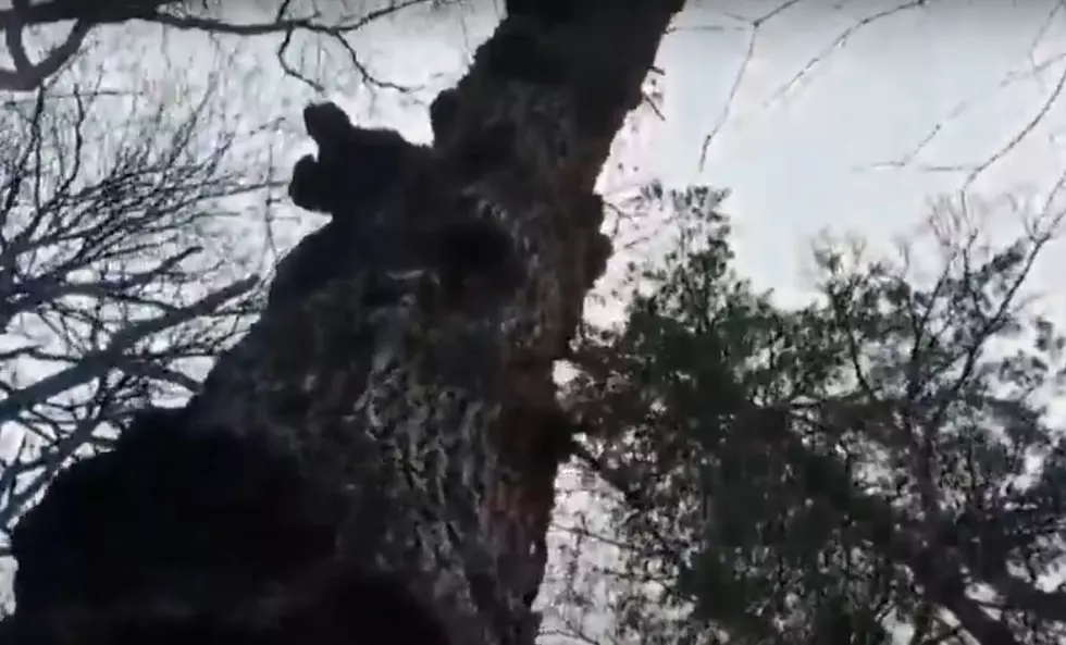 Iowa’s Oldest Oak Tree is On Last Limbs after Winterset Storm [PICS]