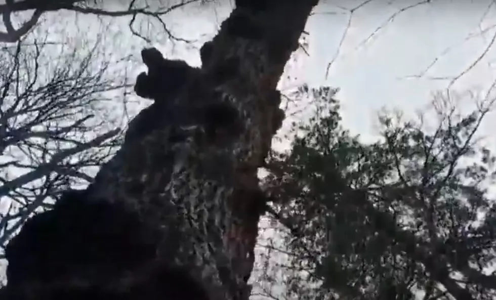 Iowa's Oldest Oak Tree on Last LImbs After Winterset Storm [PICS]