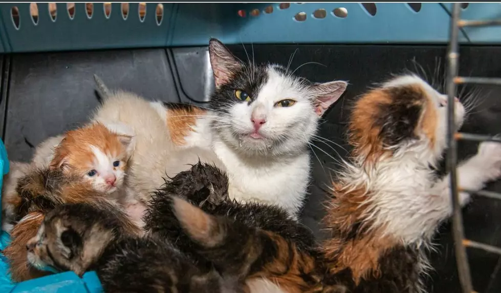 Iowa Woman Faces Charges After Neglecting Dozens of Cats/Kittens