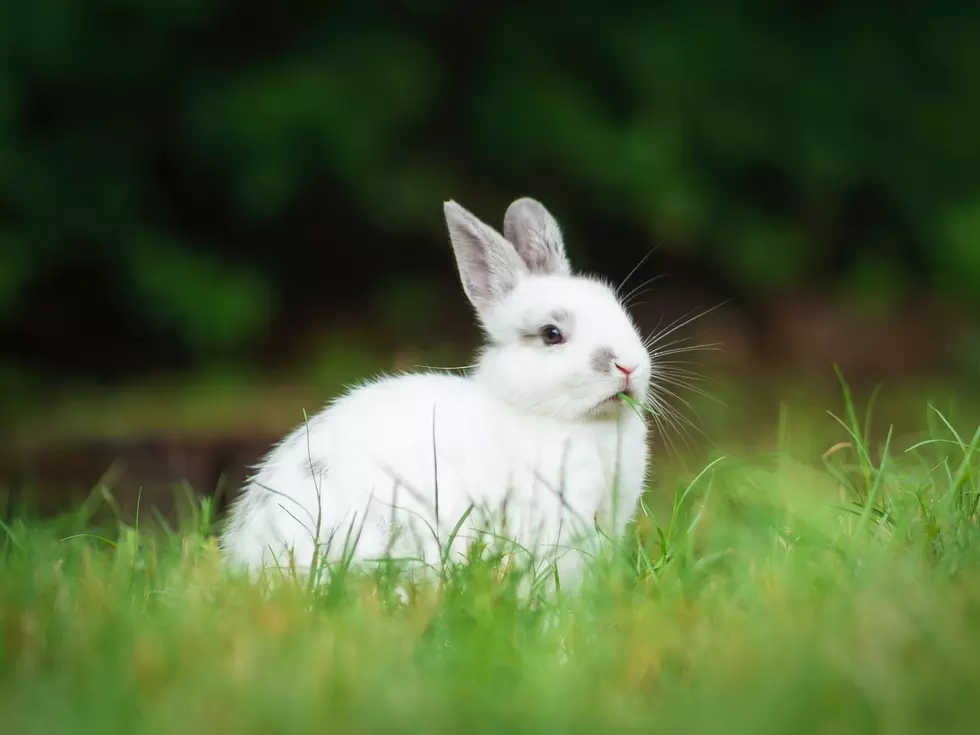 Iowa Affected by Early Stages of New, Deadly Animal-Borne Disease