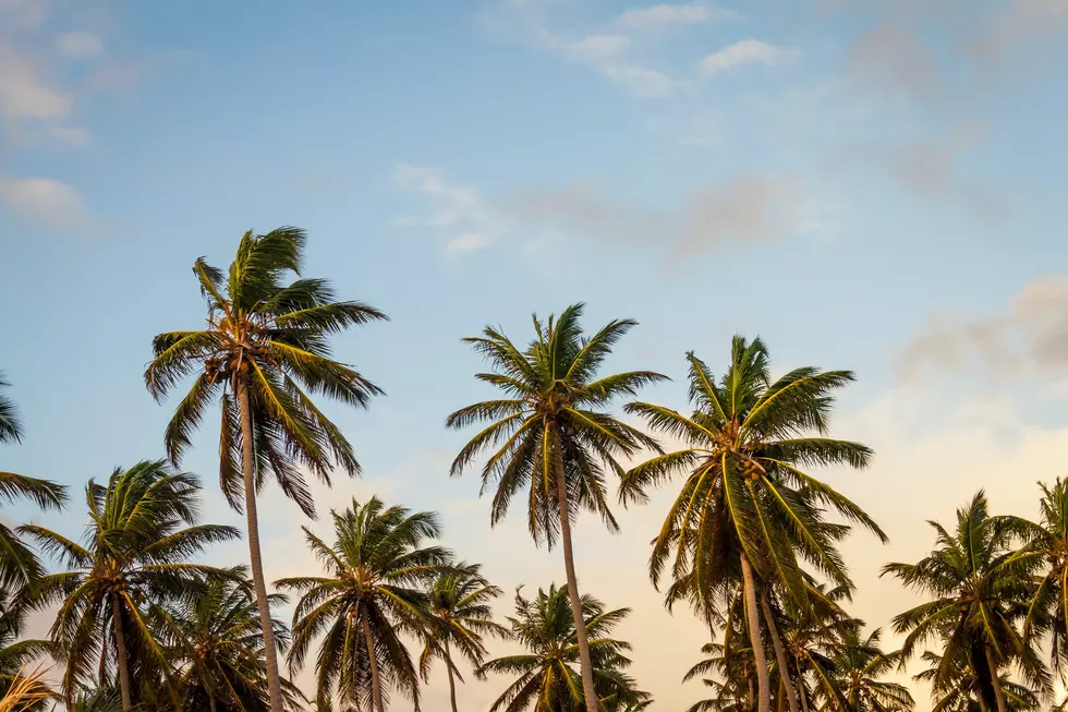 Why Does this Cedar Rapids Airbnb Have Palm Trees?? [PHOTOS]