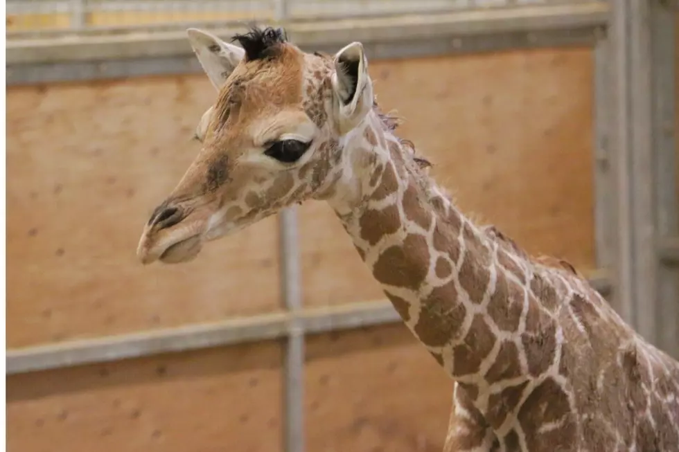 Name Chosen For Baby Giraffe At Blank Park Zoo [PHOTOS]
