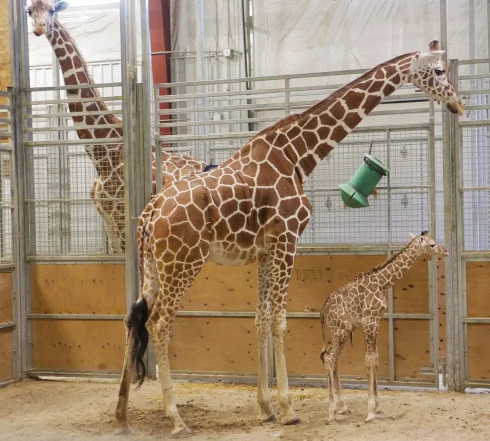 Blankl Park Giraffe