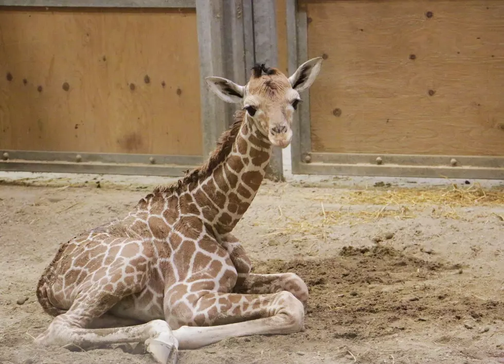 Name Chosen For Baby Giraffe At Blank Park Zoo [PHOTOS]