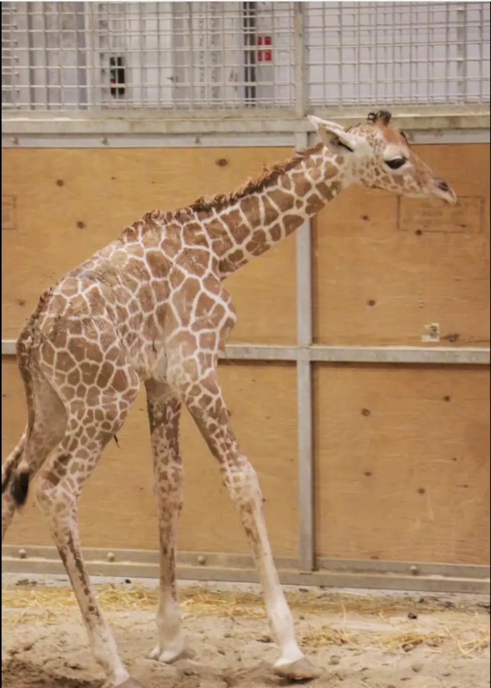 Blank Park Zoo