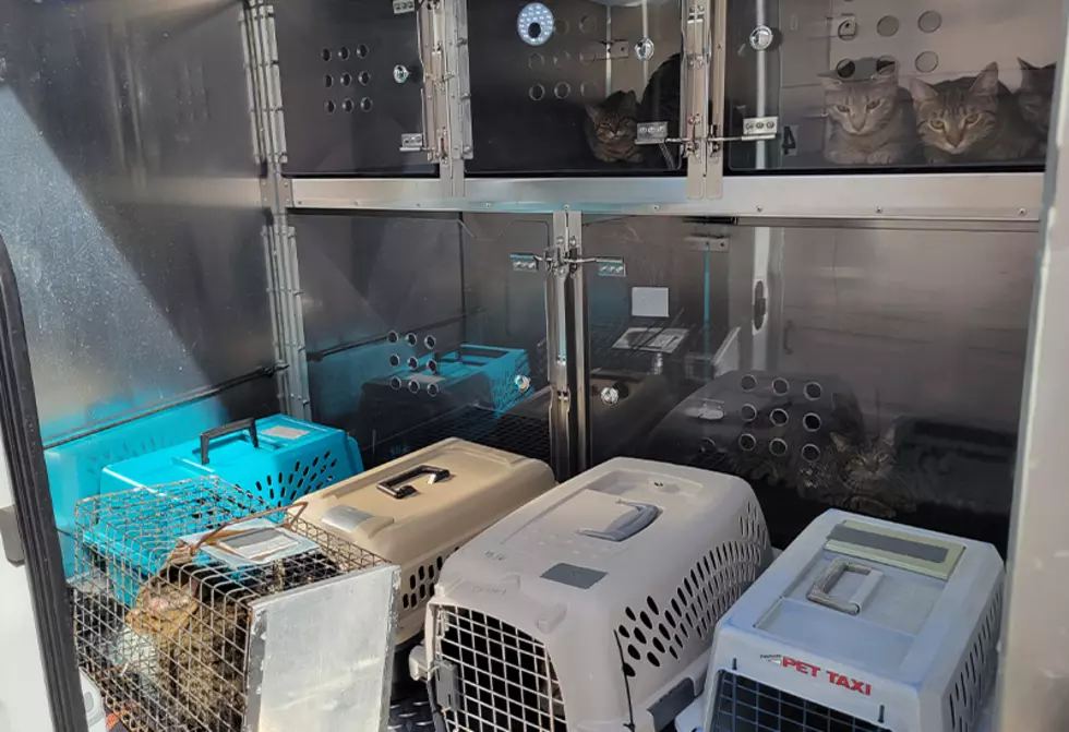 Nearly 20 Cats/Kittens Pulled from Filth-Riddled Iowa Apartment