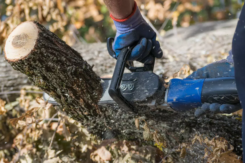 New Rapid Test Pilot Program Could Save Iowa’s Dying Trees