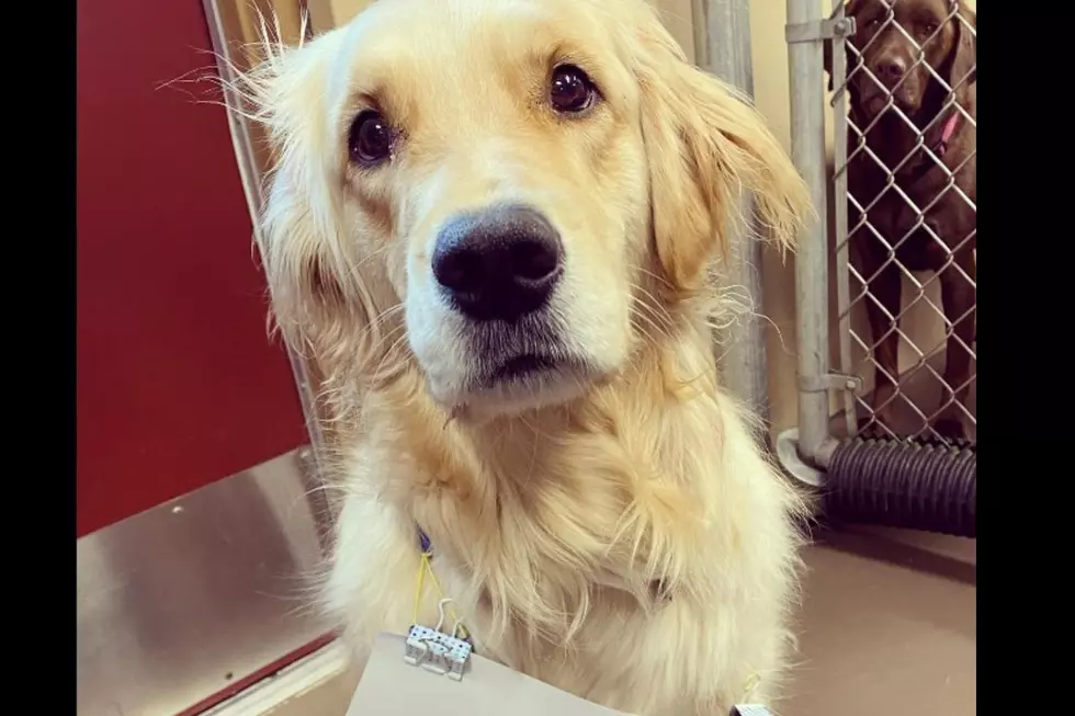 Iowa Pooch&#8217;s Honest Mistake Briefly Lands Her in Daycare Doghouse