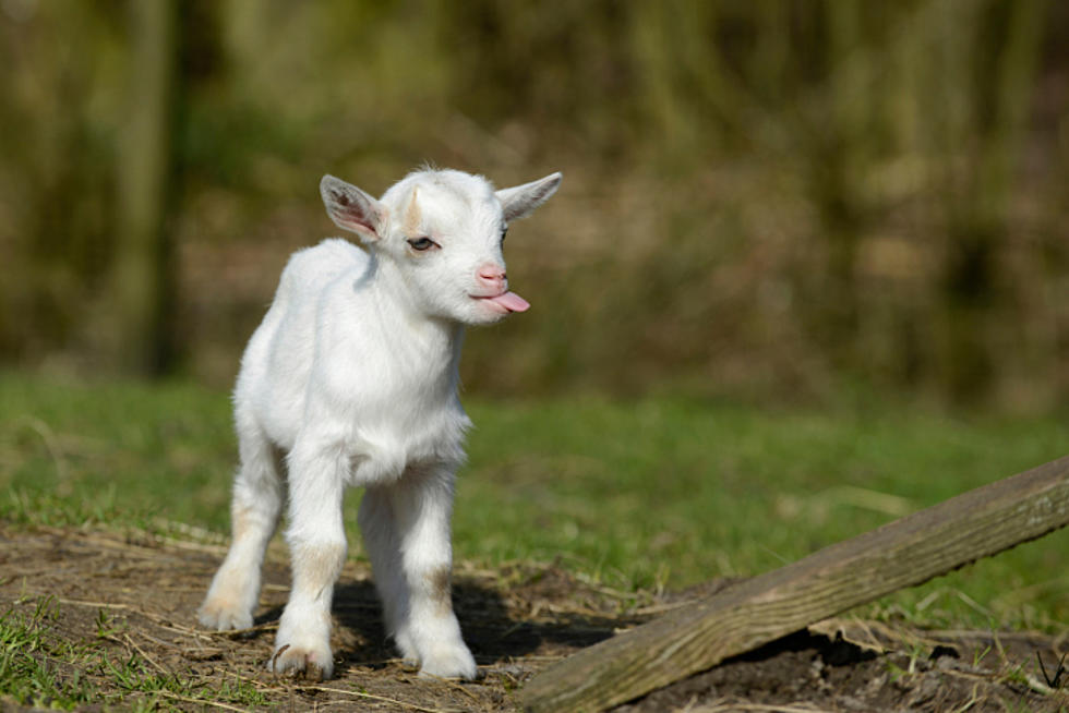 Baby Goat Yoga is the Exercise We Didn’t Know We Needed [PHOTOS]