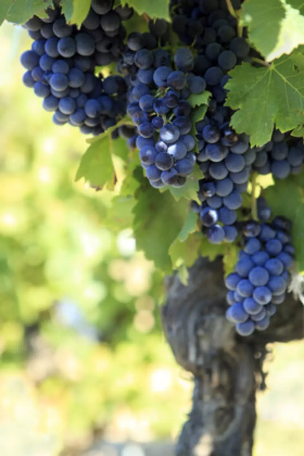 Make Quick Cash Picking Grapes at Iowa Winery