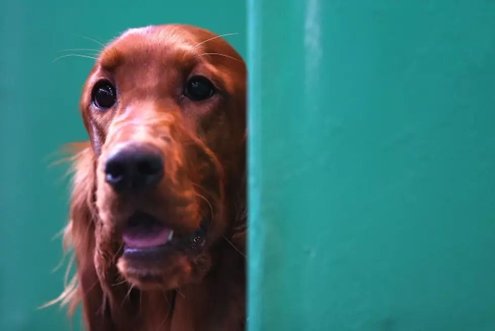 Viral Video:  You’ll Never Guess What This Dog is Doing [VIDEO]