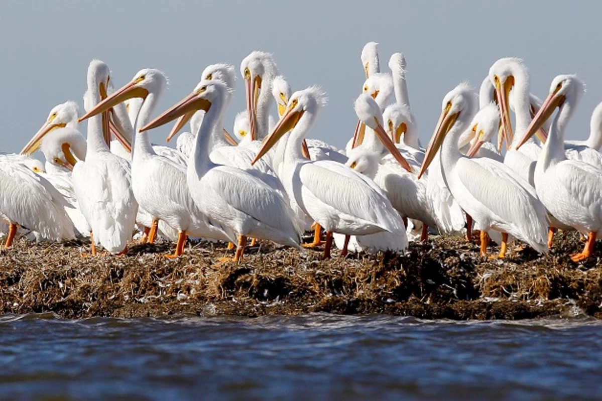 Дикий по каким дням. Луизианские Пеликаны. Пеликаны в Майами. Пеликаны в естественной среде обитания. Пеликаны разные.