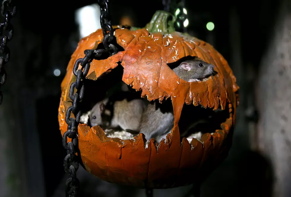 There&#8217;s No Way Brain Would Survive The Scariest Halloween Decoration EVER!  [VIDEO]