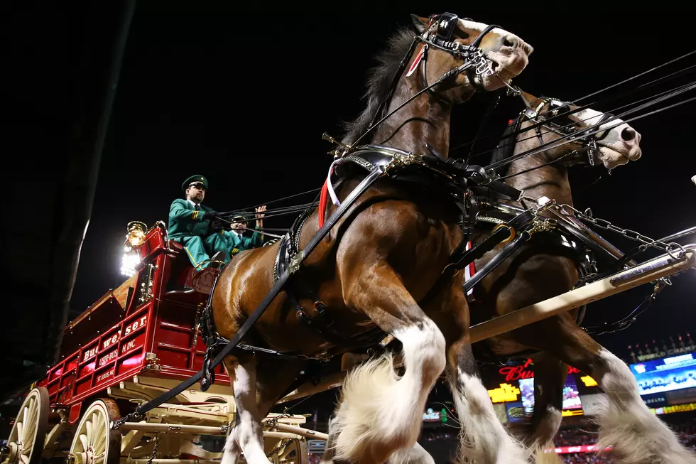 Budweiser Clydesdales Aren&#8217;t Going Anywhere!