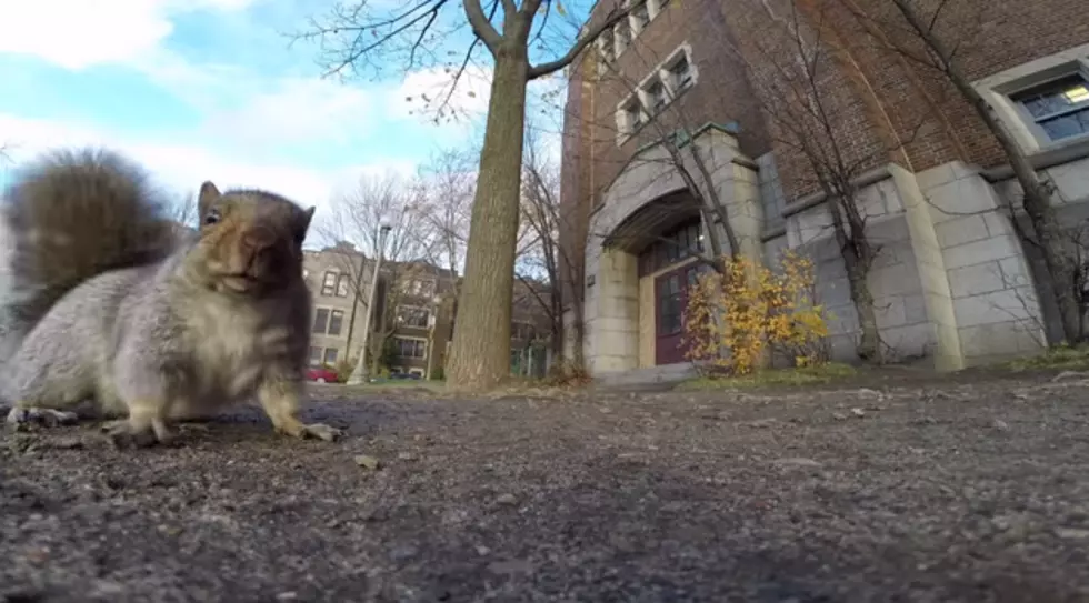 Squirrel Steals Go Pro Camera And Heads To The Trees!  [VIDEO]