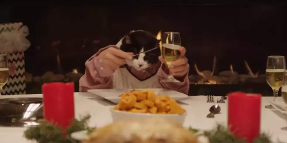 Dogs and Cats With Human Hands Enjoying Christmas Dinner Makes Great Video