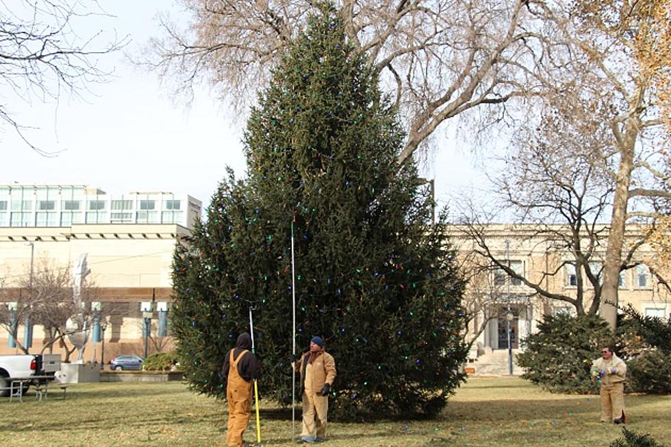 The Official Cedar Rapids Holiday Tree Has Been Unveiled [VIDEO]